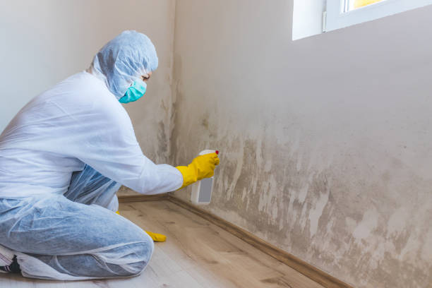 Mold Remediation specialist working in Collingswood