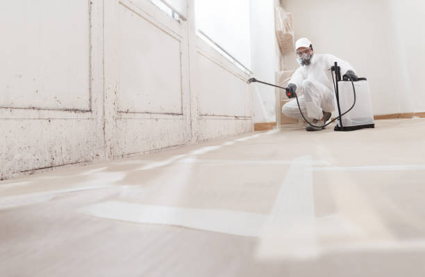 Black mold remediation team in Collingswood